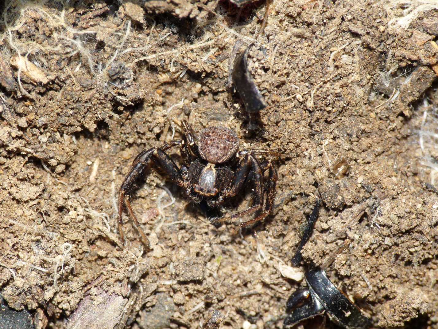 Xysticus coraggioso